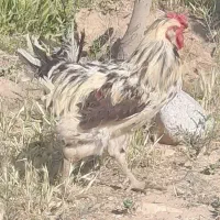 خروس گلین اصیل
