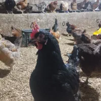 مرغ 10ماهه تخمگزار نژاد گلپایگان