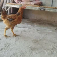 جوجه خروس
