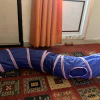 تونل گربه