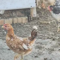 فروش نیمچه گلین ولری