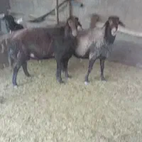 ۲راس قوچ