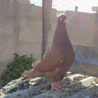 کفتر سرخ