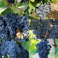توزیع ارقام نهال کیسه ای