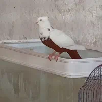 کبوتر سینه سیاه