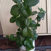 گل طبیعی|گل و گیاه طبیعی|صحنه, |دیوار