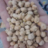 نخود الیگودرز تازه کیلو ۱۶۵   حراج