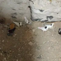 کبوتر|پرنده|چرداول, |دیوار
