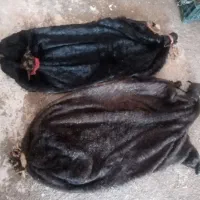 خیگ روغنی