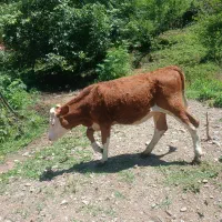 گوساله ماده سیمینتال