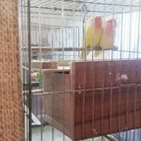 طوطی کوتوله برزیلی مولد نر ماده