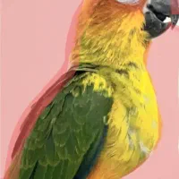جوجه خورشیدی گم شده