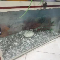 اکواریوم