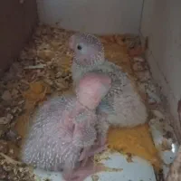 جوجه گرینچک آناناسی