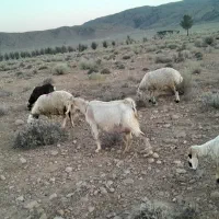 بزداشتی