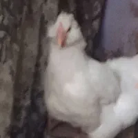 جوجه گلین