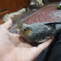 جوجه عروس هلندی طوطی مولد