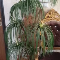 گل وگلدان مصنوعی