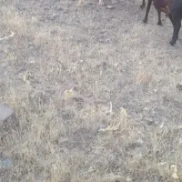 توله سگ