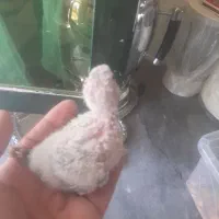 جوجه سرلاکی گیرینچیک