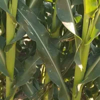ذرت علوفه ای ۴ ماهه