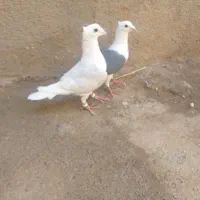 کبوترپشت کاکلی