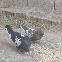 فروش نروماده سینه