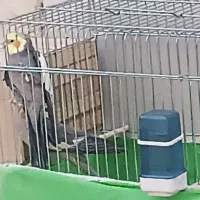 عروس هلندی نر