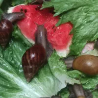 خاویار حلزون آچاتینا