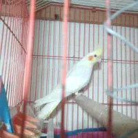 عروس هلندی