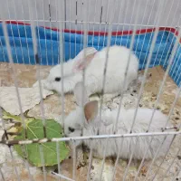 خرگوش|موش و خرگوش|خورموج, |دیوار