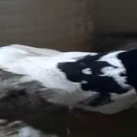 111111|پرنده|زبرخان, |دیوار
