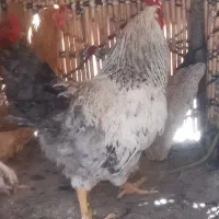 خروس