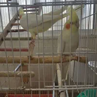 یک جفت عروس هلندی