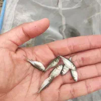 یک نفر کارگر 24 ساعته نوکنده