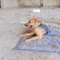 سگ گمشده شیپرژرمن