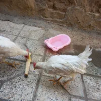 مرغ و خروس
