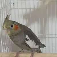 نر بالغ