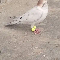 کبوتر