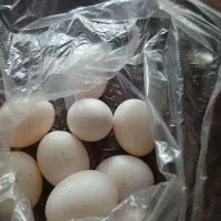 تخم کبوتر خوراکی