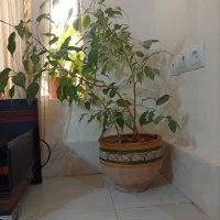 گل  وگیا