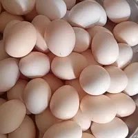 تخم مرغ محلی