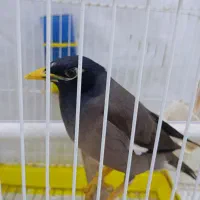 پرنده مینا