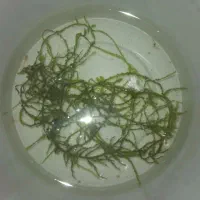 خزه آکواریوم