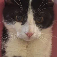 واگذاری گربه تاکسیدو