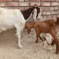 بز با کعره نر