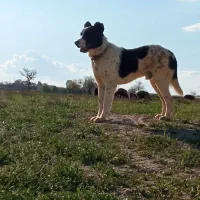 سگ گله