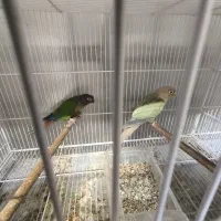 گرینچیک مولد روی تخم تراکویس