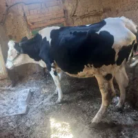 گاوسیمینتال
