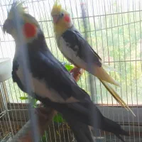 دوعدد طوطی نر باهم